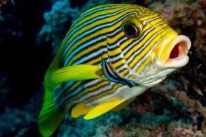 The Fascinating World of Sweetlips