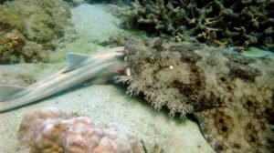 Tasseled Wobbegong Shark