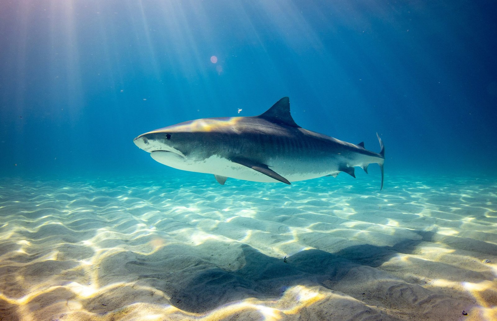 7 Fun Facts About Sharks