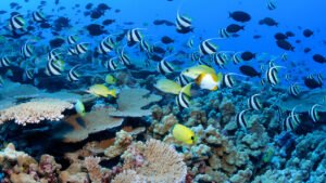 The Vital Role of Coral Reefs in Ocean Health