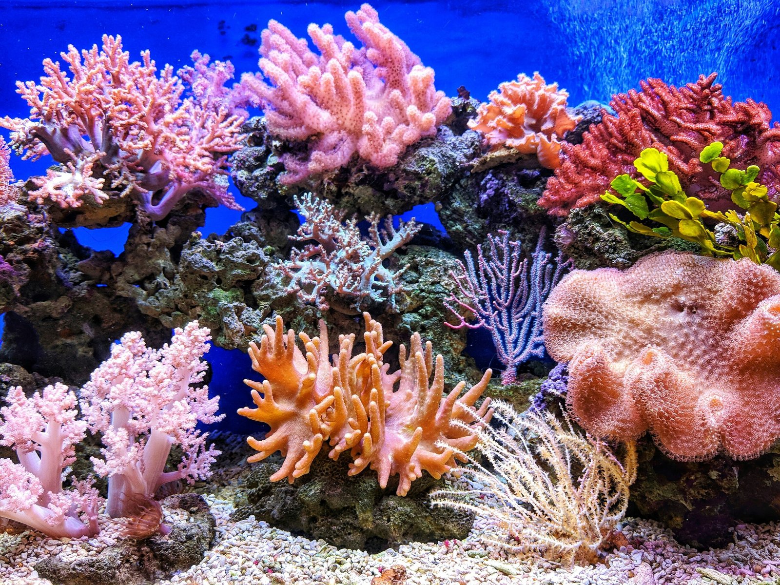 The Vital Role of Coral Reefs in Ocean Health