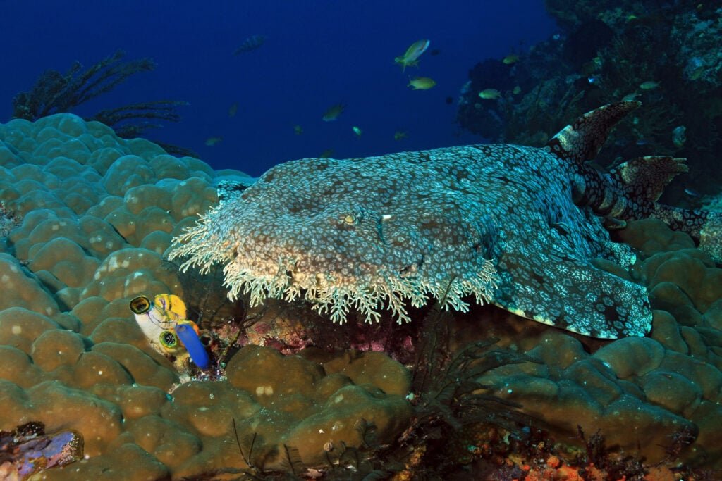 Tasseled Wobbegong Shark