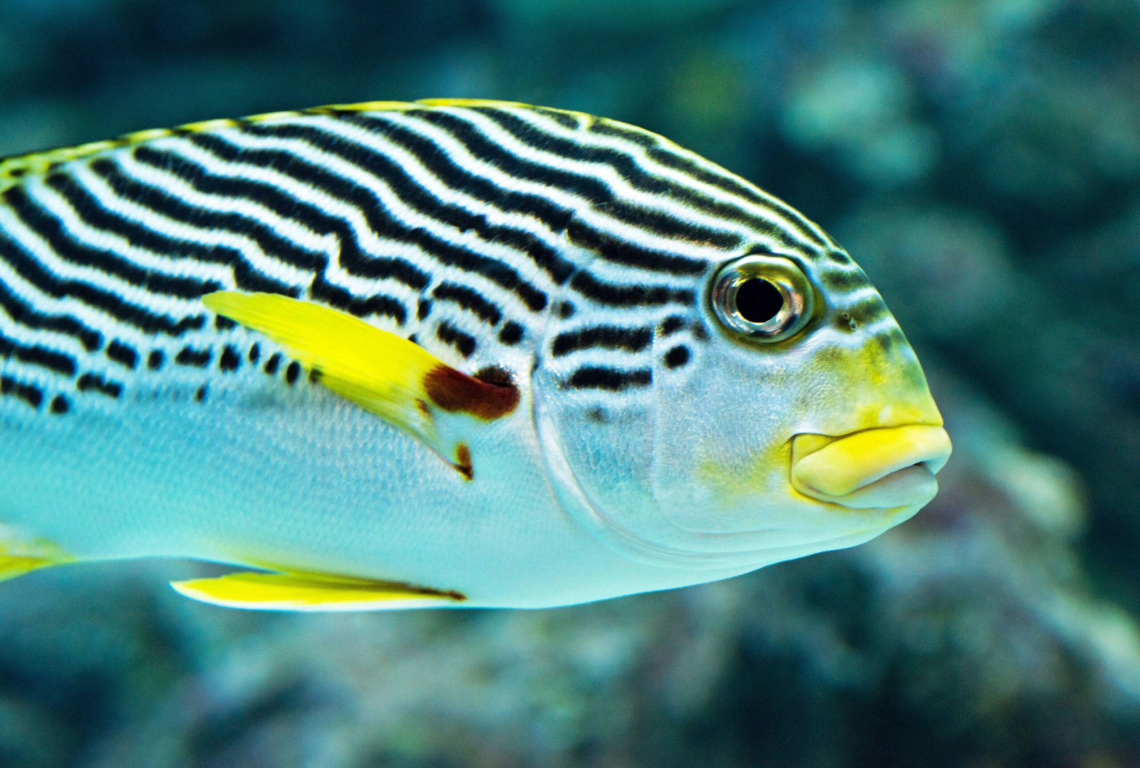 The Fascinating World of Sweetlips