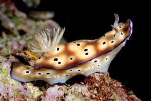 Fascinating World of Nudibranchs