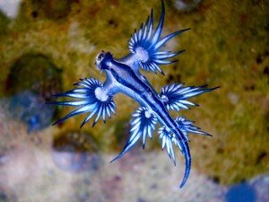 Fascinating World of Nudibranchs