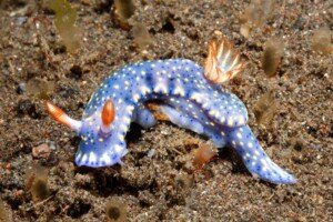 Fascinating World of Nudibranchs