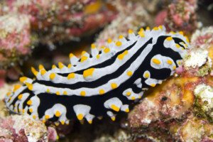 Fascinating World of Nudibranchs