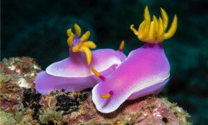 Fascinating World of Nudibranchs