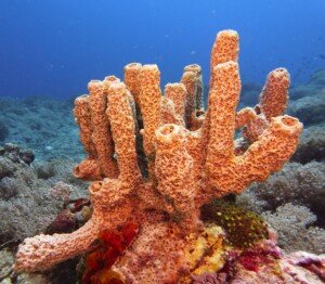 Sea Sponges