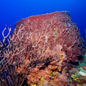 Sea Sponges