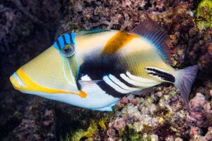 Triggerfish species