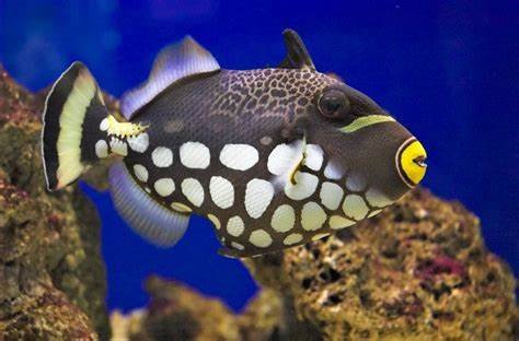 Triggerfish species