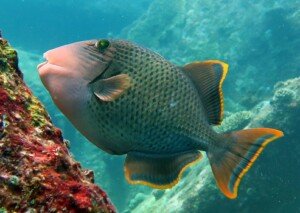 Triggerfish species