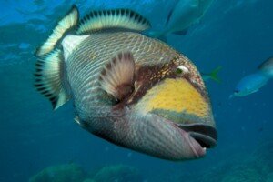 Triggerfish species