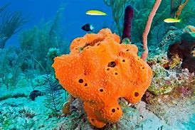 Sea Sponges