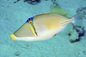 Triggerfish species