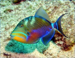 Triggerfish species