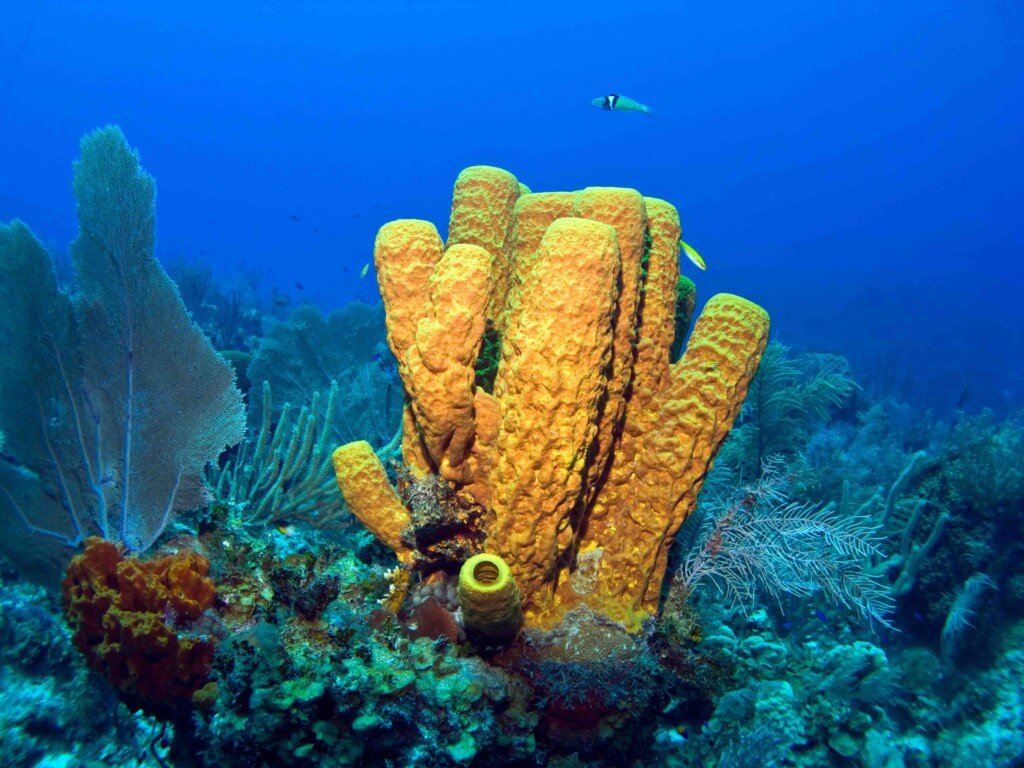 Sea Sponges