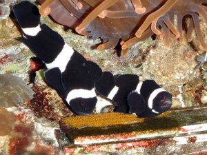 Anemonefishes