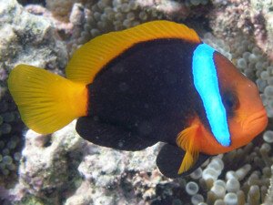 Anemonefishes