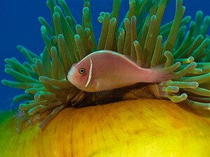 Anemonefishes