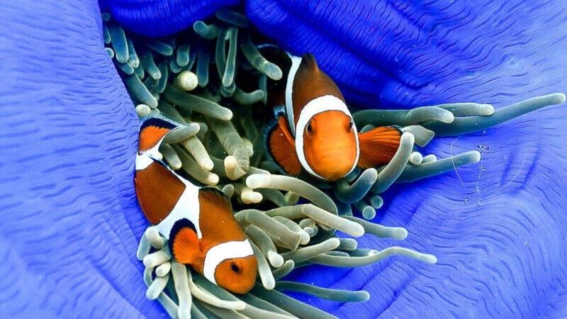 anemonefishes