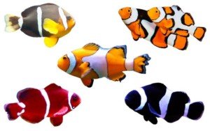 Anemonefishes
