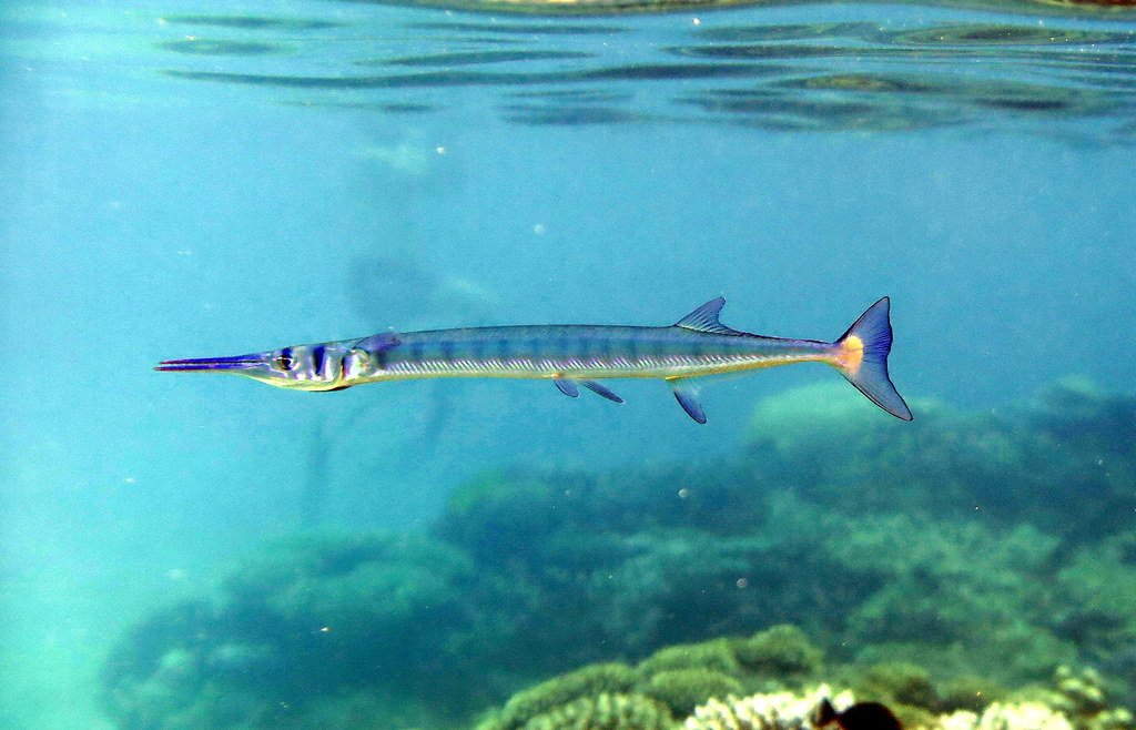Crocodile Needlefish