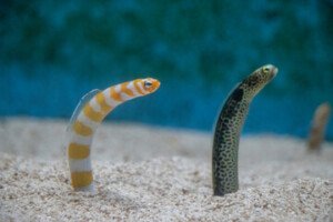 Two garden eels in sandy substrate.