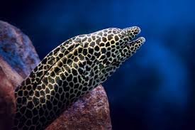 Moray Eels