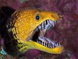 Yellow moray eel with open mouth