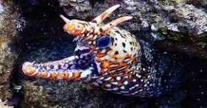 Colorful moray eel in coral reef
