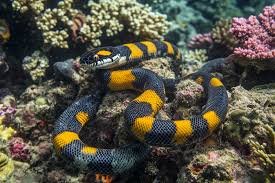 Colorful sea snake on coral reef