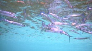 crocodile needlefish