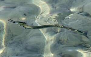 crocodile needlefish