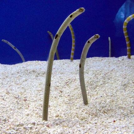 Garden Eels