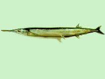 Crocodile Needlefish
