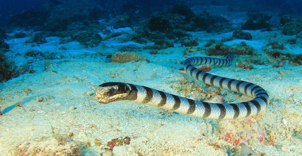 Sea Snakes