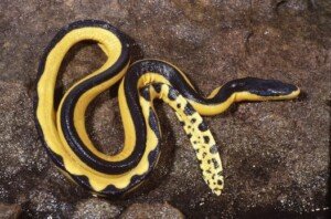 Black and yellow striped sea snake