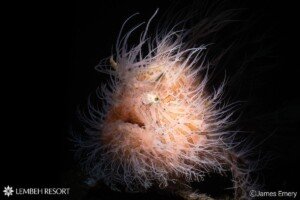 Frogfish