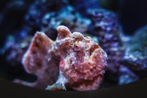 Frogfish