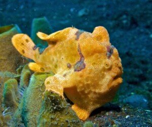 Frogfish