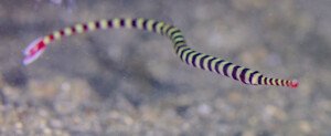 pipefishs