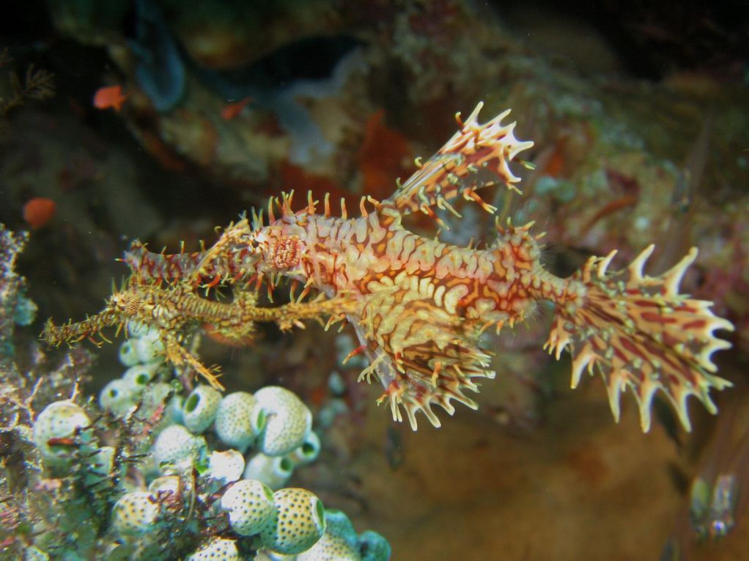Pipefishs