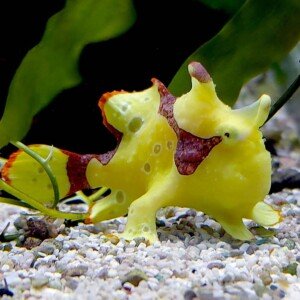 Anglefish