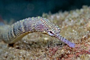 pipefishs