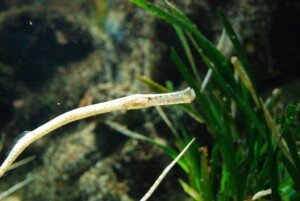 pipefishs 