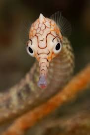pipefishs